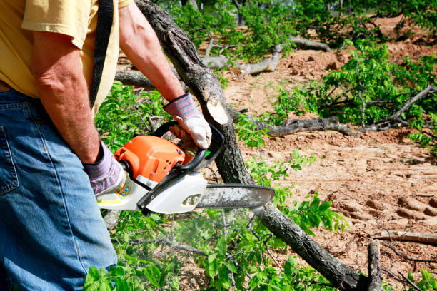 Tree Branch Trimming in South Apopka, FL